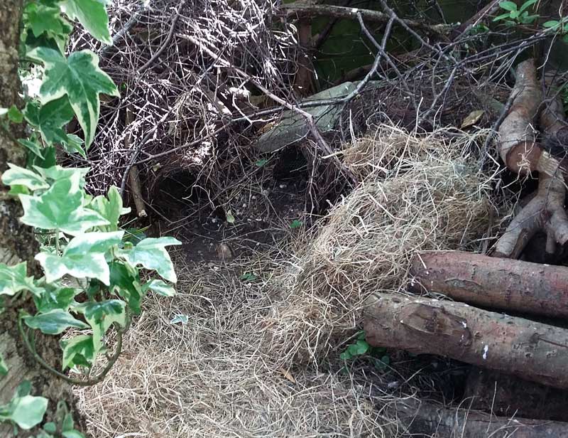 Hedgehog Houses