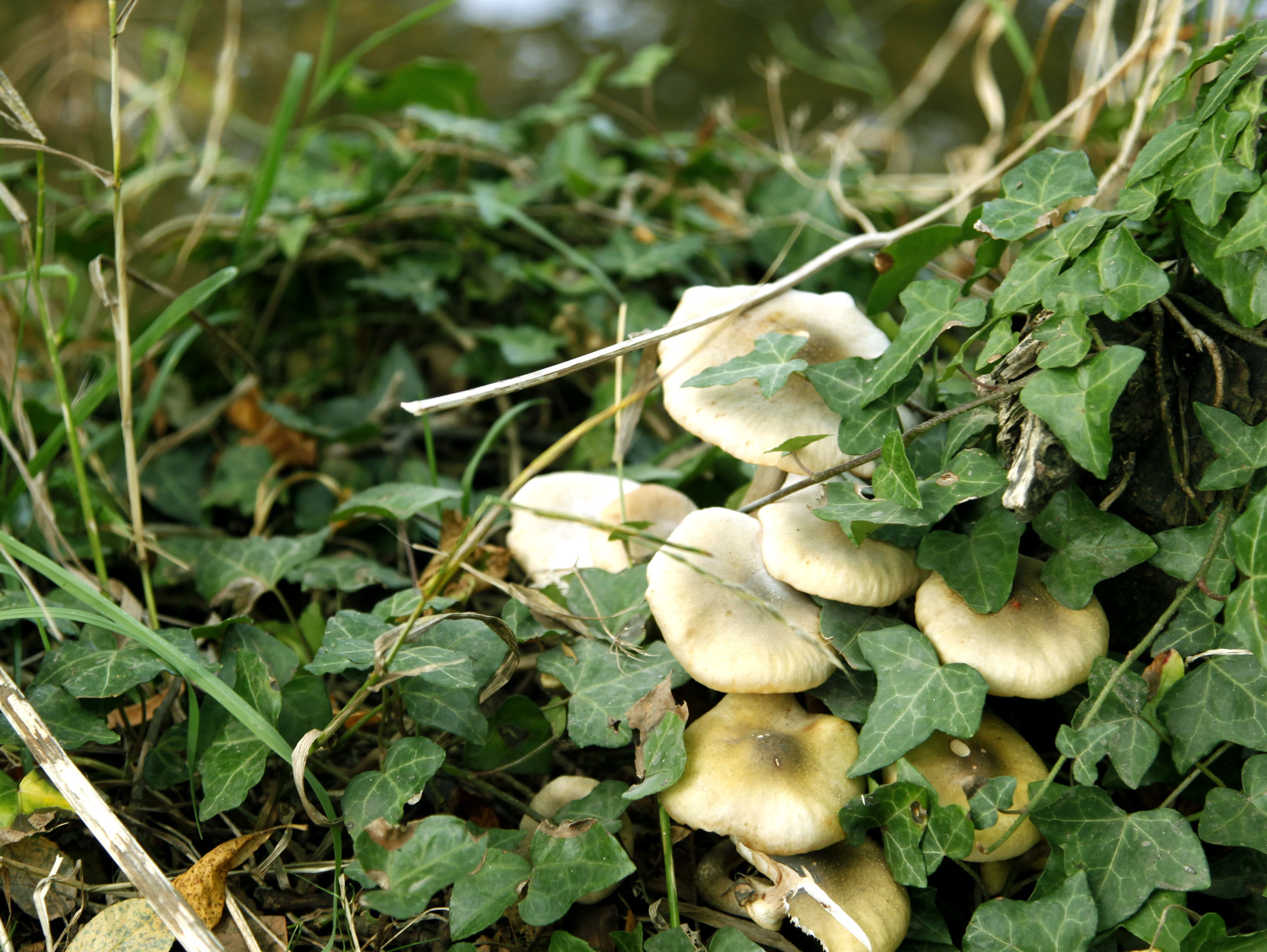 Bockhampton-Fungi