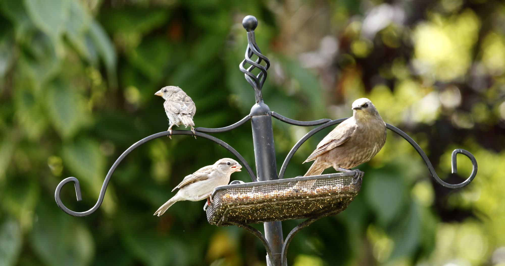 Sparrow-Visits