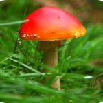 fungi - photo