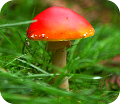 fungi - photo