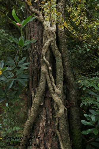 Ivy clinging to a tree in Puddletown Forest, Dorset - photo