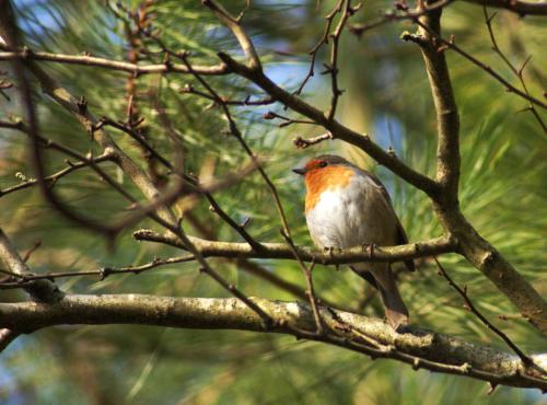 A robin singing in the trees as we went on a short walk to town!