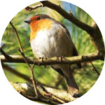 robin - photo