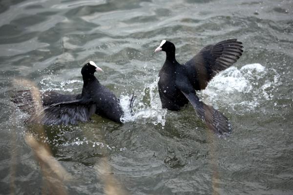 Wildlife right near the middle of town!