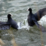 Radipole Lake territorial scrap - photo