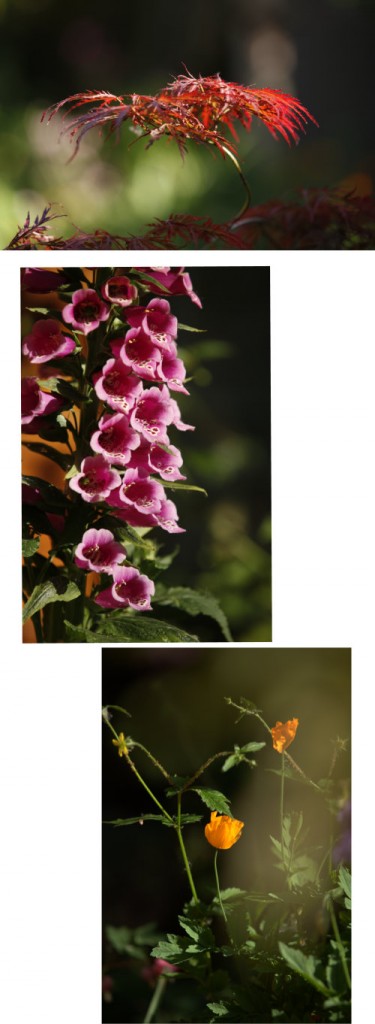 garden plants and flowers