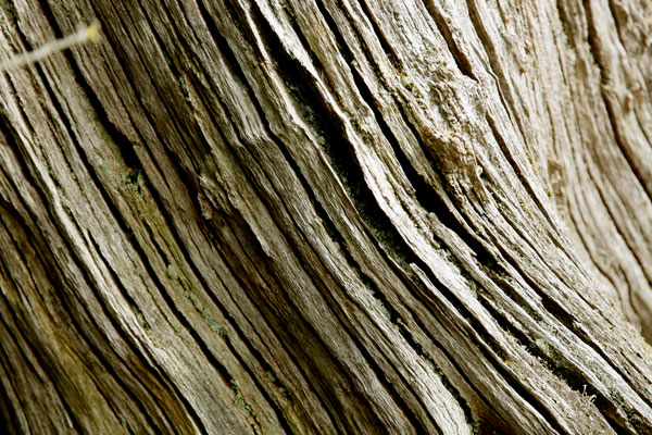 tree stump patterns - photo