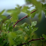 Water droplets on a dreary day - photo
