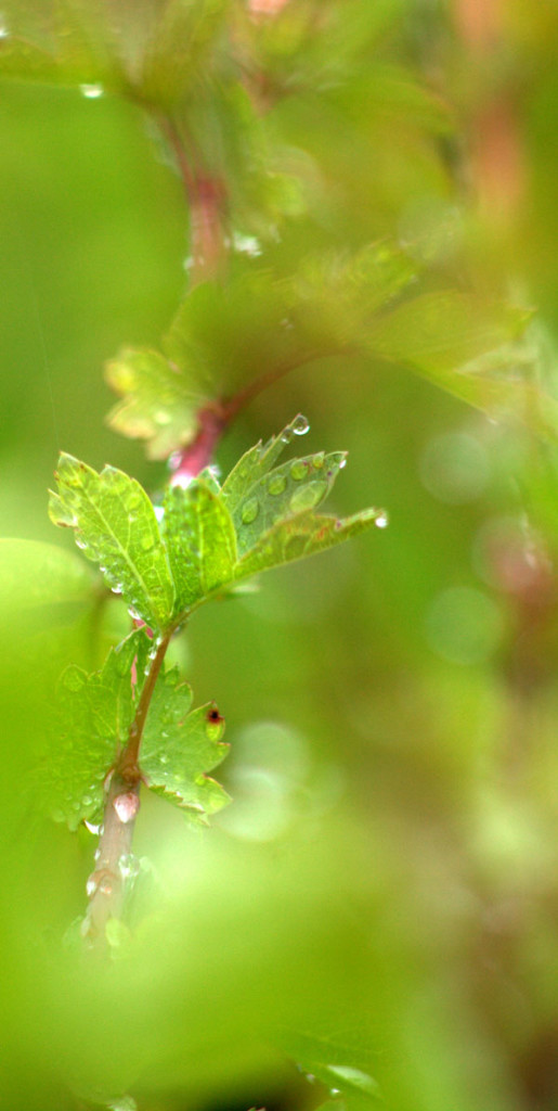 water droplets on leaves - photo