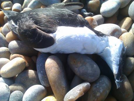 DOZENS of dead seabirds are still being washed up on Chesil Beach. - photo