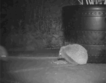 Hedgehogs Feeding